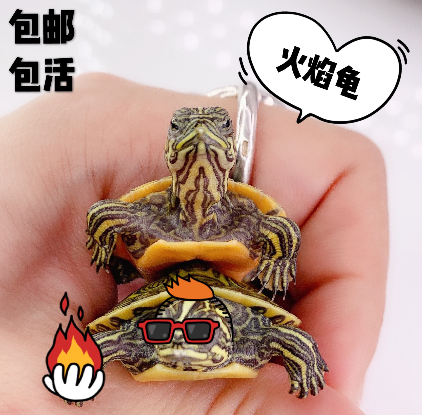 忍者神龟乐园 火焰龟进口宽纹红腹深水龟观赏龟宠物龟|ruв категории животное/Животное питание и принадлежностей, аквариум мира, черепаха/черепаха - от Buy2taobao.com для оказания профессиональной услуги покупки агента Taobao