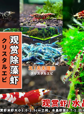 小虾活体淡水观赏虾鱼缸除藻工具虾极火红白生态缸小宠物虾鱼螃蟹