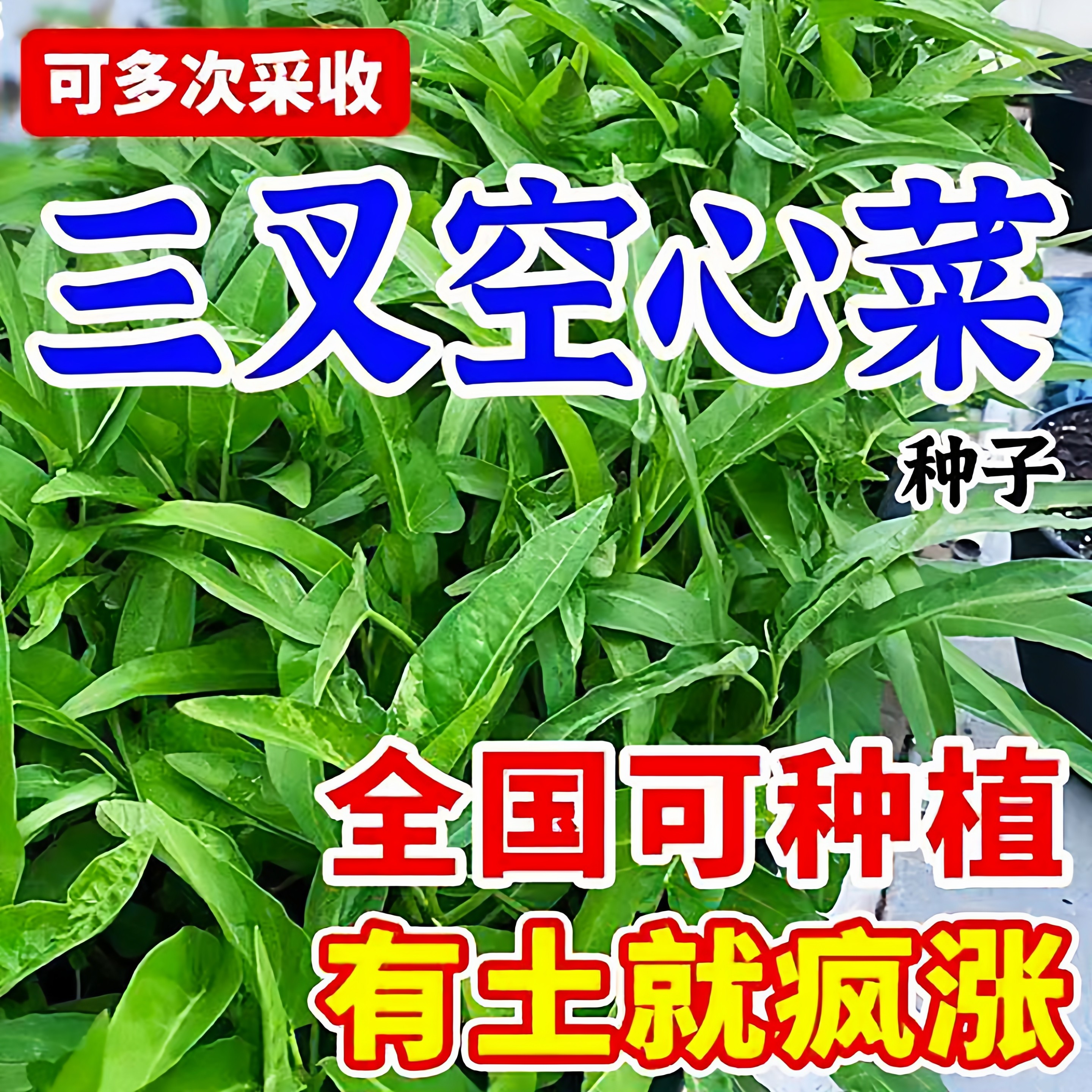 【割完又长】新鲜当季蔬菜通心菜蕹菜多次采收三叉空心菜耐热青菜,鲜花速递/花卉仿真/绿植园艺,家庭园艺种子,淘宝优惠券,粉丝福利购,淘宝优惠卷