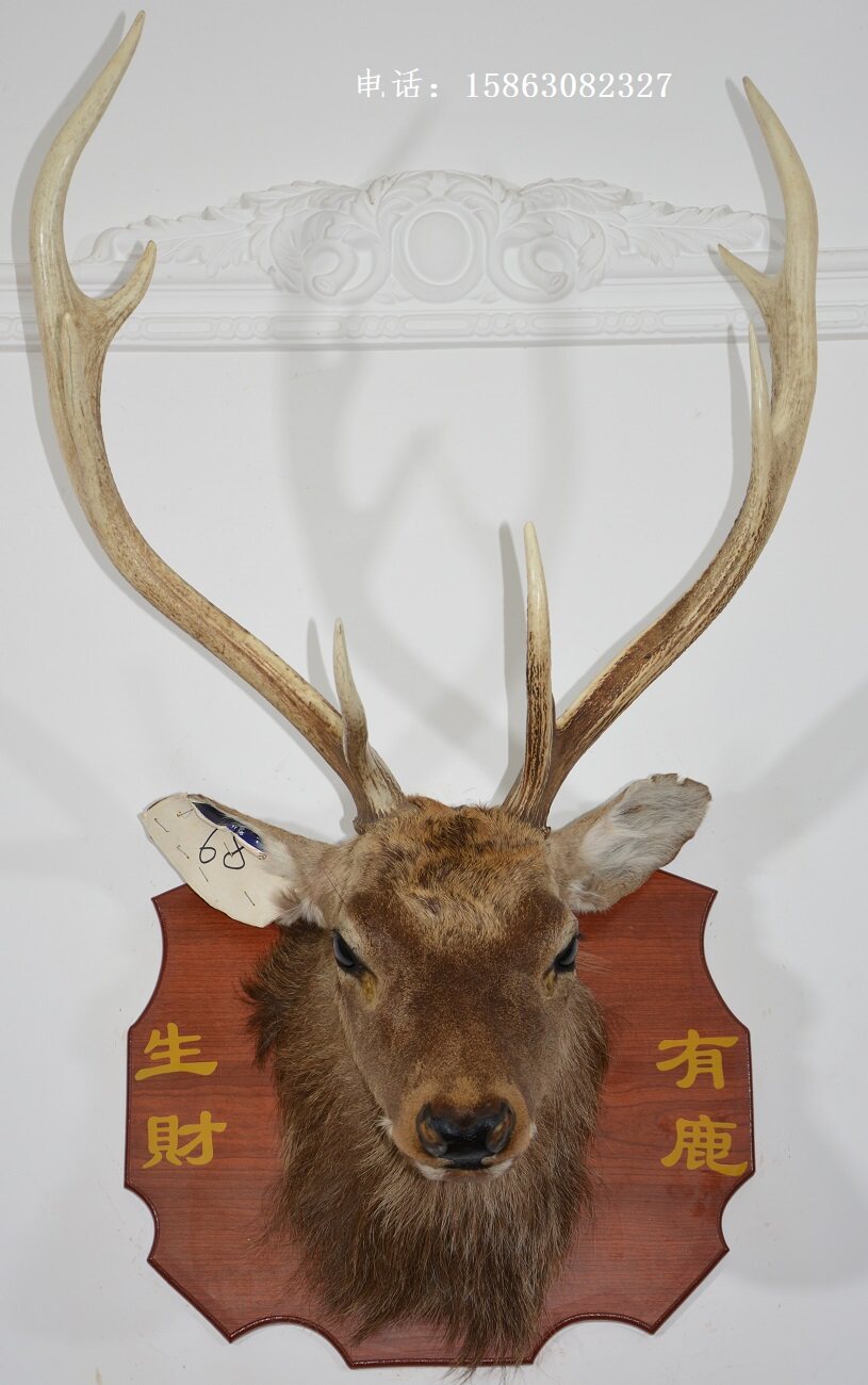 招财鹿头标本68壁挂真鹿角装饰品生财有鹿摆件北欧风格壁炉背景墙