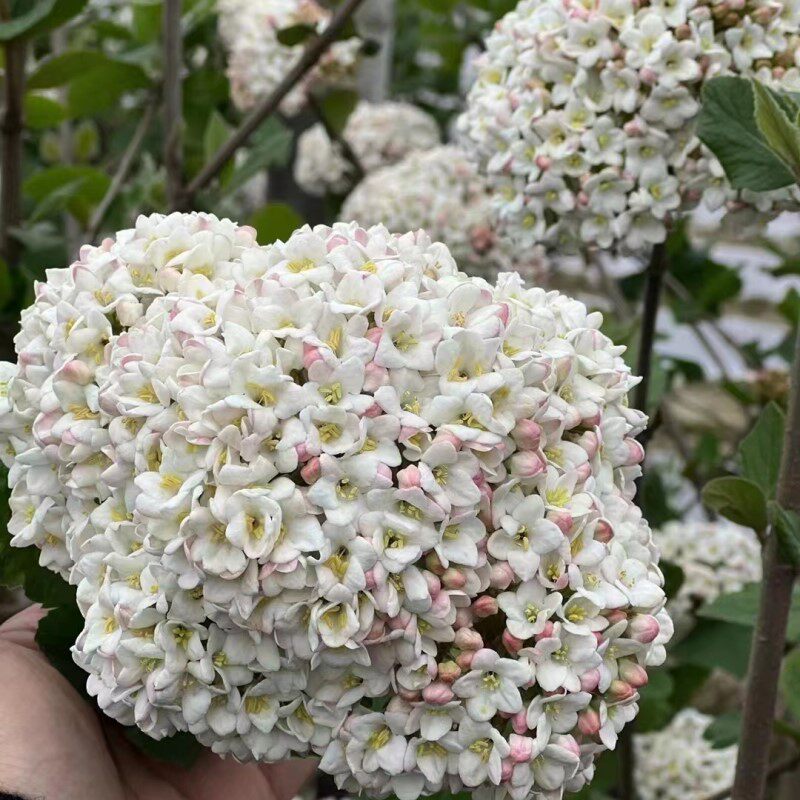 蕾雪克,,浓香木绣球叶绣球粉色荚蒾味大布本种新品,树苗球