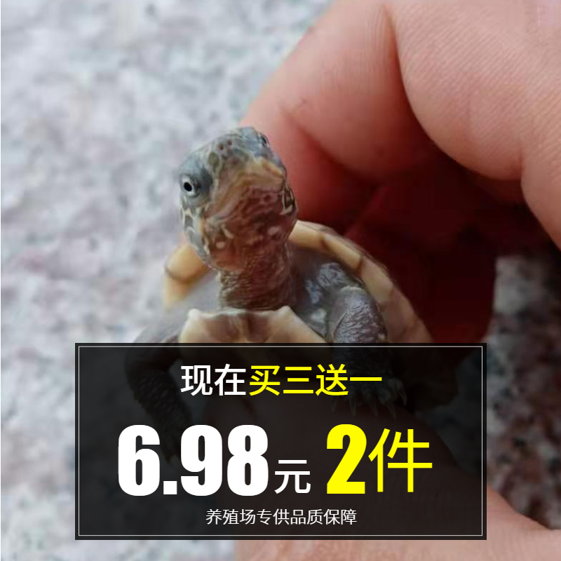 小乌龟活体外塘长寿龟水龟中华草龟(用1元券)