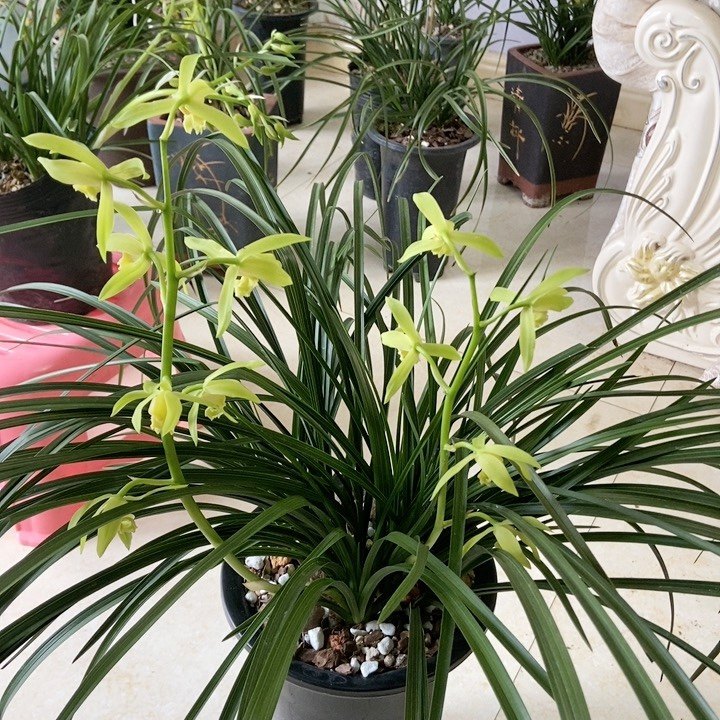 名贵珍稀蕙兰太极金边素花随州九头兰节兰草花耐寒多年庭院奇花