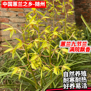 春兰蕙兰夏兰浓香型随州九头兰节兰草花耐寒多年庭院室内四季绿植
