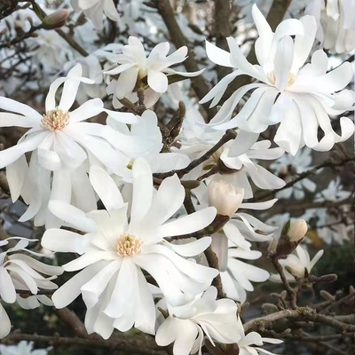 裸心花园星花玉兰多花瓣开花漂亮