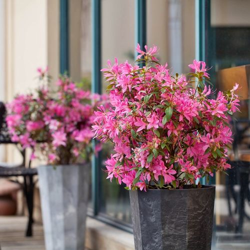 多季开花进口四季杜鹃常绿花卉