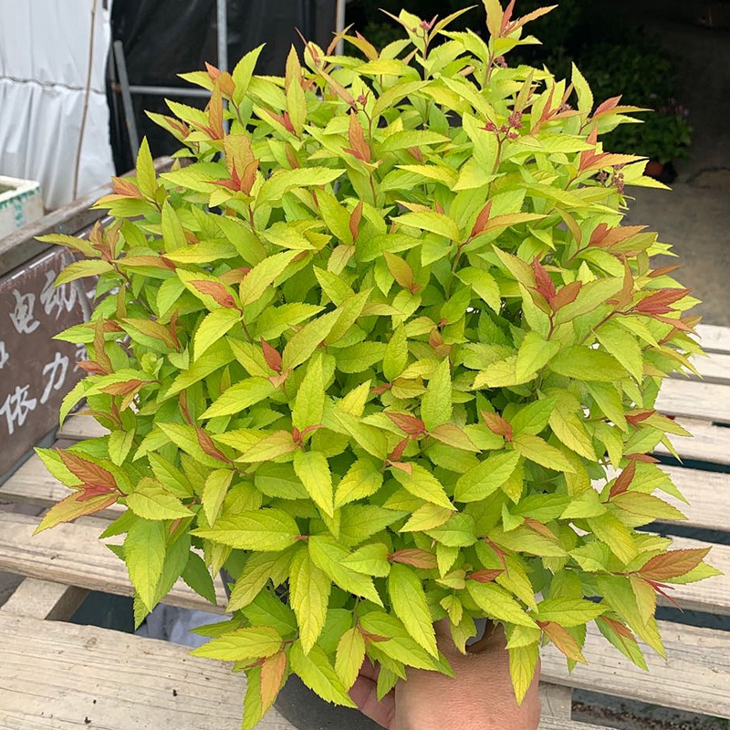 金山金焰绣线菊庭院花境灌木耐寒观叶观花植物盆栽室外花卉花苗