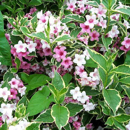 花叶锦带金叶红色观叶花苗盆栽别墅花园庭院多年生落叶花灌木花卉