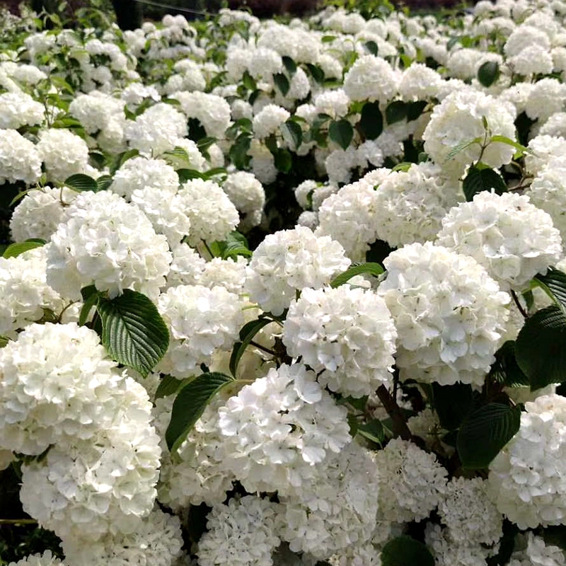 粉团荚蒾木绣球麻球盆栽苗花苗庭院树苗花苗木本花卉植物日本绣球 鲜花速递/花卉仿真/绿植园艺 绣球/木绣球/木本植物 原图主图