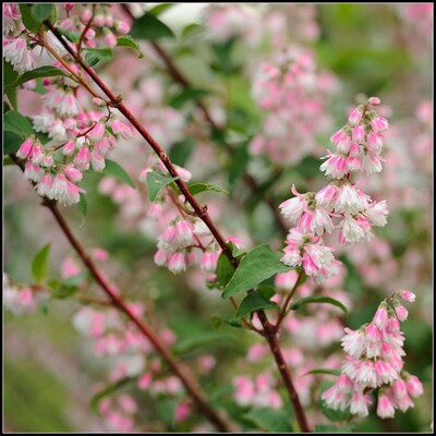 花园庭院花卉溲疏草莓田雪樱花