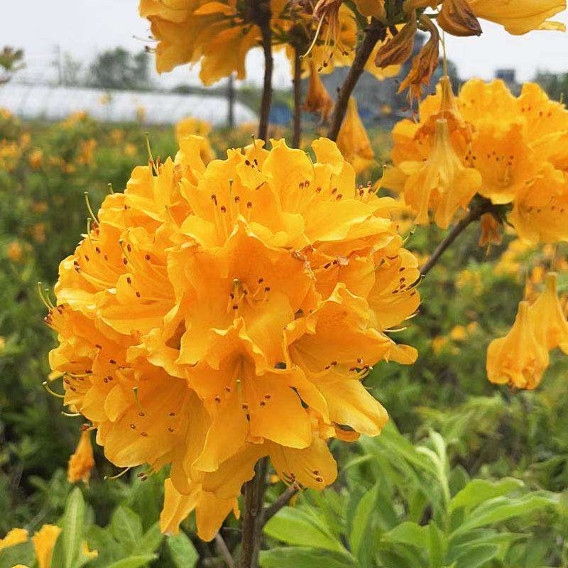 杜鹃苗木裸心花园黄花羊踟蹰落叶