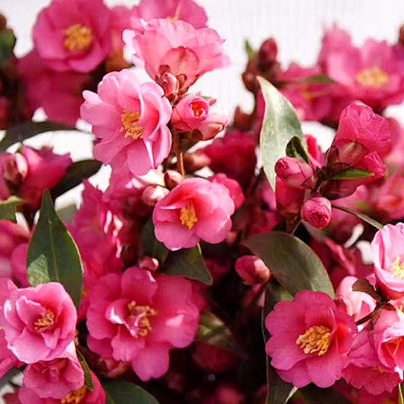 束花茶花盆栽树苗庭院室外阳台四季好养稀有植物 耐晒冬季花卉,鲜花速递/花卉仿真/绿植园艺,观叶 /花灌木,淘宝优惠券,粉丝福利购,淘宝优惠卷