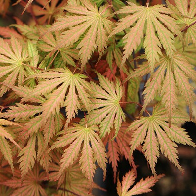 裸心花园日本枫树盆栽阳台