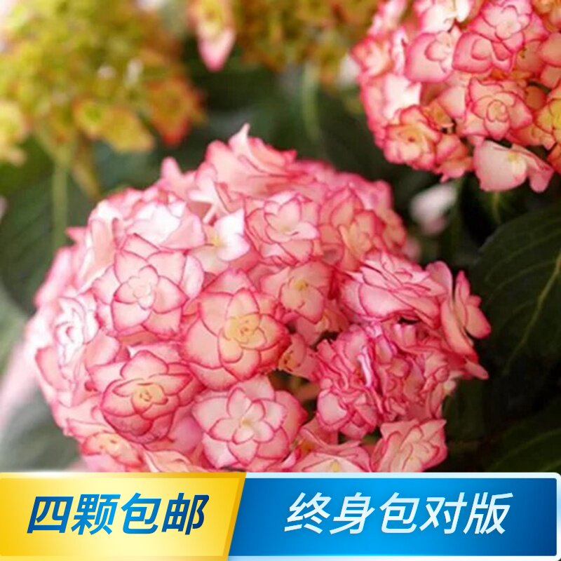 无尽夏新娘绣球花素材模板 无尽夏新娘绣球花图片下载 小麦优选