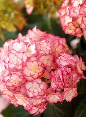 三河千鸟绣球花苗绣球花辉夜姬太阳神殿佳澄魔幻革命红宝石带花苞