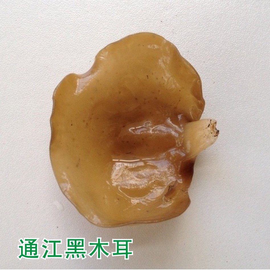口感好天然特级四川通江黑木耳