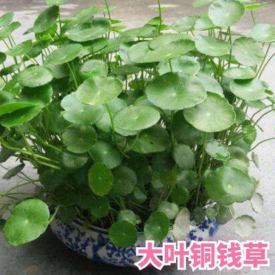 铜钱草水培招财植物大叶四季金钱草盆栽绿植花卉吸甲醛土培叶根茎