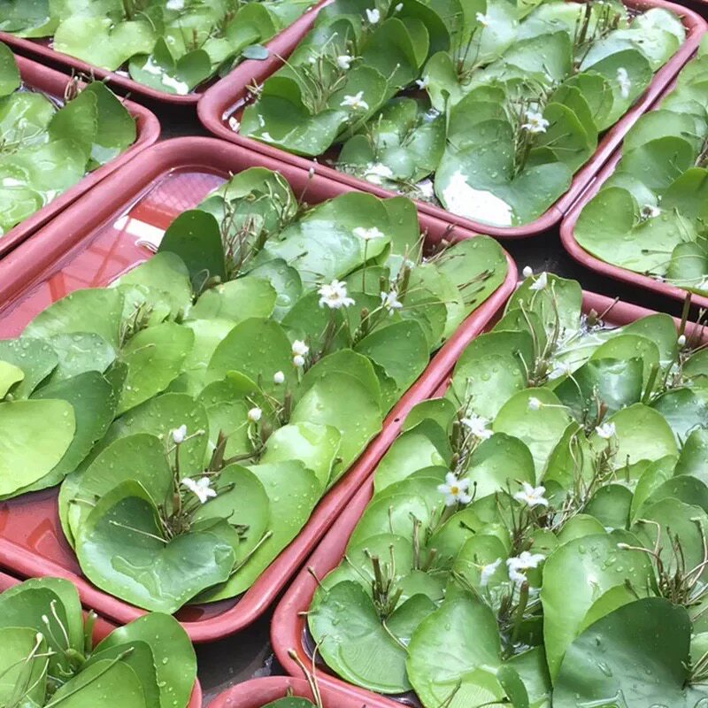 一叶莲带花苞水养心形一片莲四季青花卉盆栽鱼缸龟缸池塘造景包邮