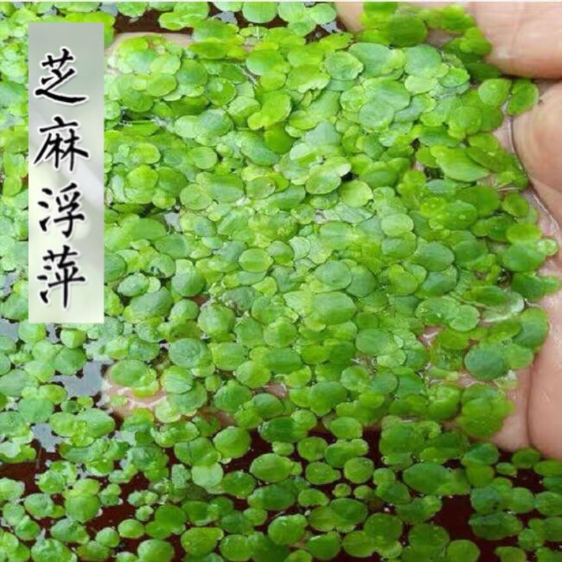 小叶浮萍青萍芝麻浮萍浮草水草鱼缸水池水族箱造景池塘养殖净化水