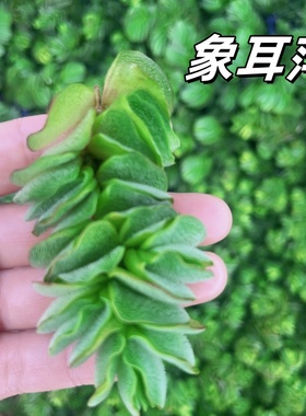 象耳萍肚兜萍水草水芙蓉水葫芦圆心萍槐叶养鱼虾龟缸净化水质造景