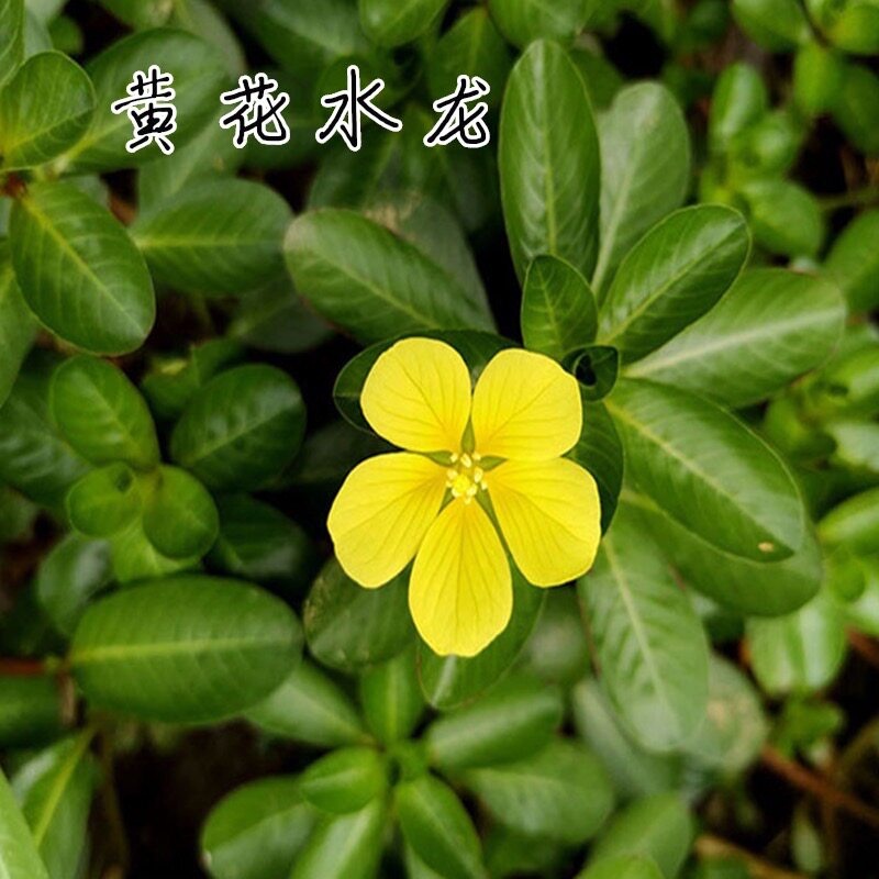 基地直销黄花水龙净化水质