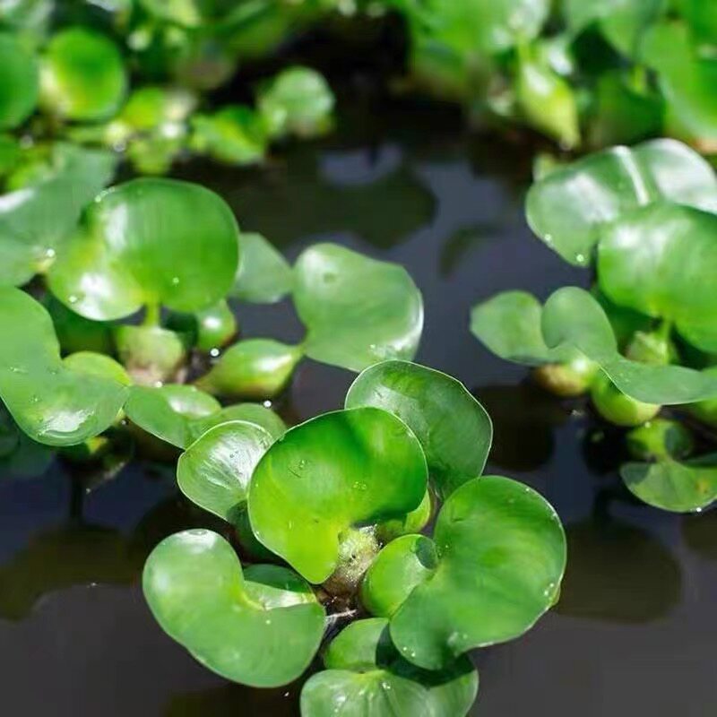 水葫芦水芙蓉实生水草浮萍养鱼养龟鱼缸造景净化水质空气鱼塘