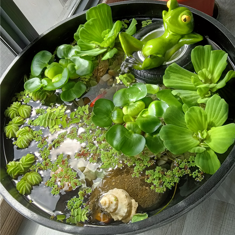 水草浮萍活体圆心萍肚兜萍槐叶红毛丹一叶莲葫芦芙蓉鱼缸水族造景