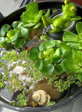 水草浮萍活体圆心萍肚兜萍槐叶红毛丹一叶莲葫芦芙蓉鱼缸水族造景