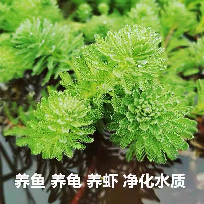 狐尾水草浮萍净化鱼龟池塘