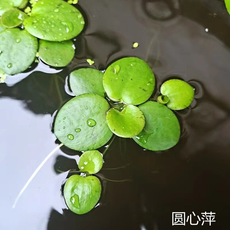 圆心萍肚兜萍水葫芦满江红水草鱼缸造景观一叶莲净化水质水族池塘
