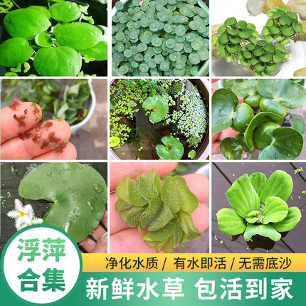 浮萍水草 园艺水生植物水芙蓉 无土水培鱼缸造景净化水质养鱼养龟