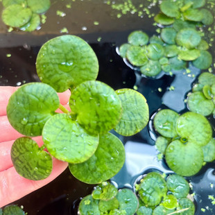 豹纹萍肚兜萍圆心萍水芙蓉水葫芦净化水质池塘造景活体养鱼龟水生