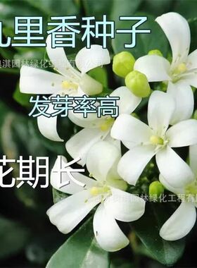 SuMai九里香种子七里香盆栽花卉种子花香浓郁阳台驱蚊植物种子高