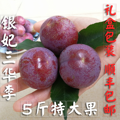 信宜钱排银妃孕妇水果顺丰三华李