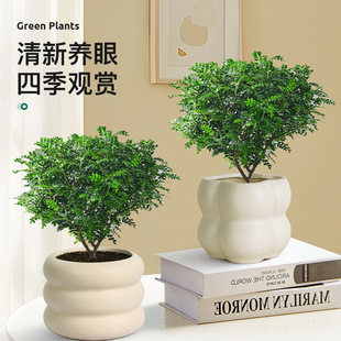 清香木盆栽室内驱蚊草植物胡椒叶子办公室花卉盆景小绿植净化空气