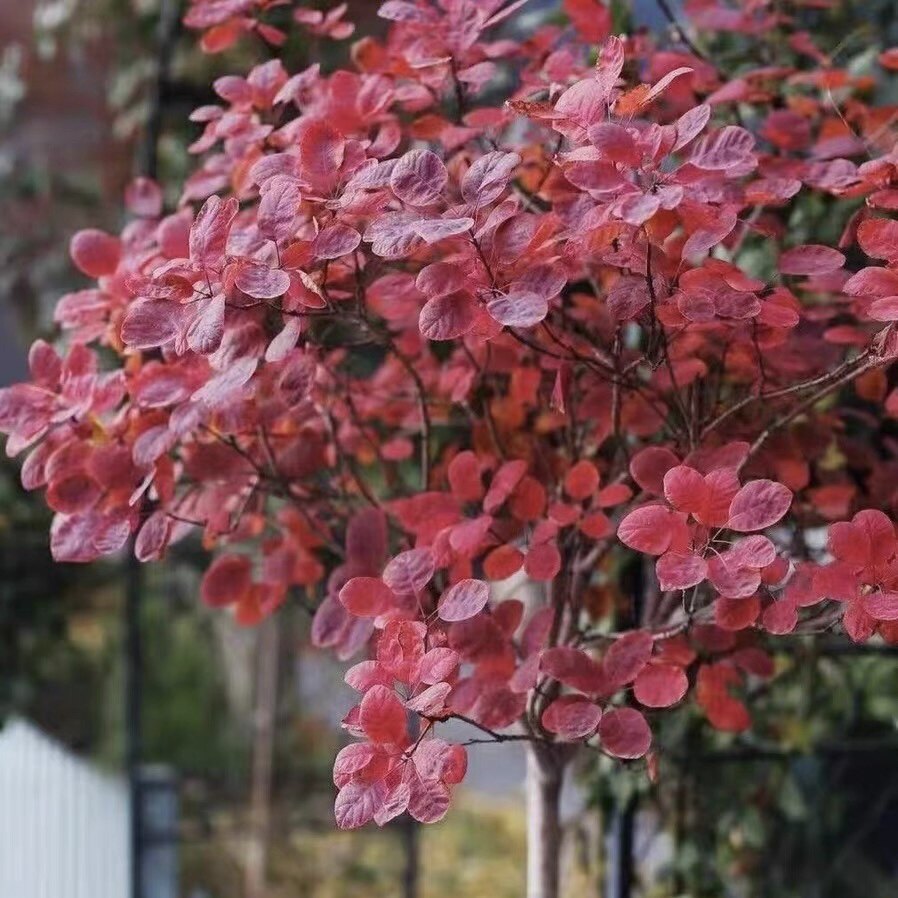 【紫叶红栌烟树】宙斯花园烟树三季叶片紫红彩叶树种庭院耐热耐寒,鲜花速递/花卉仿真/绿植园艺,观叶 /花灌木,淘宝优惠券,粉丝福利购,淘宝优惠卷