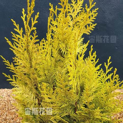 美国扁柏“伊芙妮”'Yvonne'宙斯花园针叶树耐热耐寒花园庭院盆栽