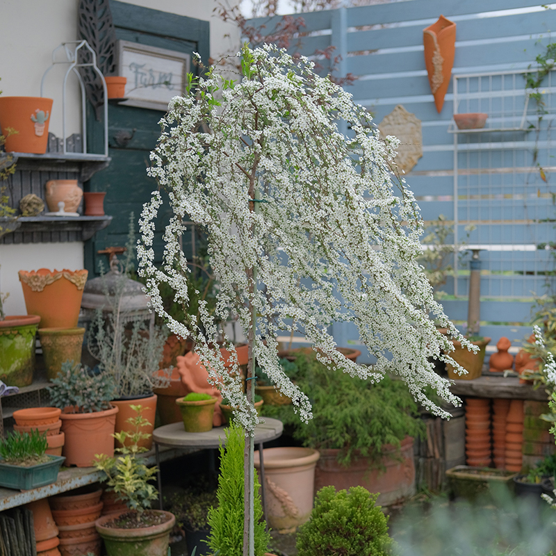 重瓣喷雪花春季盆栽白色阳台灌木
