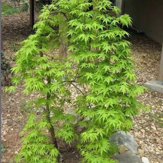 槭树日式庭院植物阳台盆栽