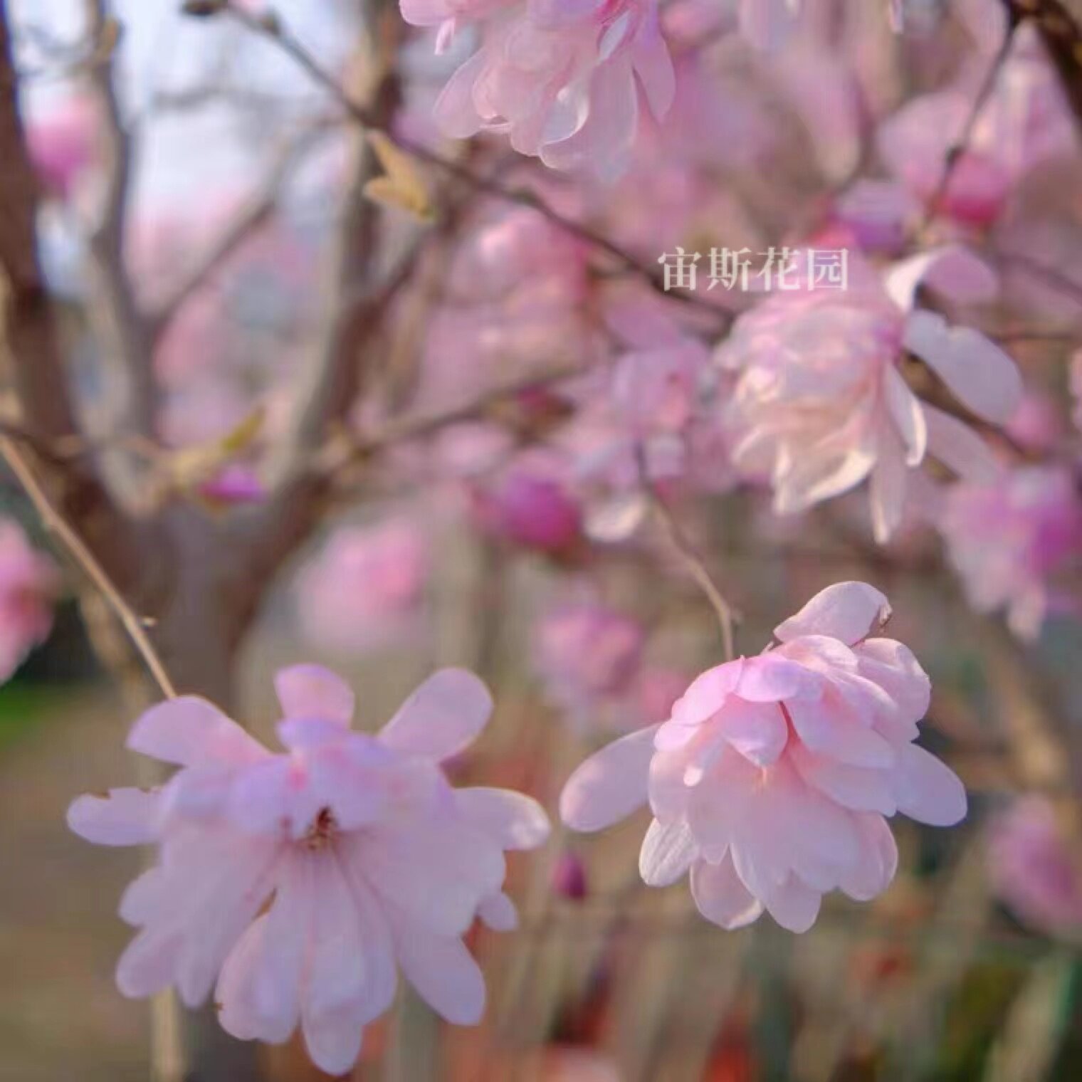 【星花玉兰】"玫瑰"花园庭院露台低矮趣味乔木花镜爆花盆栽花卉