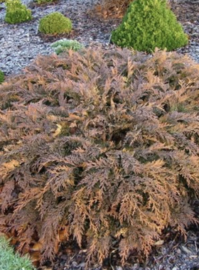 西伯利亚地柏“金点”进口针叶树铺地柏Microbiota  'Gold Spot'