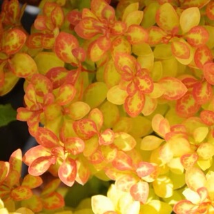 小檗”夏日余晖“宙斯花园 观花果彩叶变色灌木耐寒耐热花园庭院