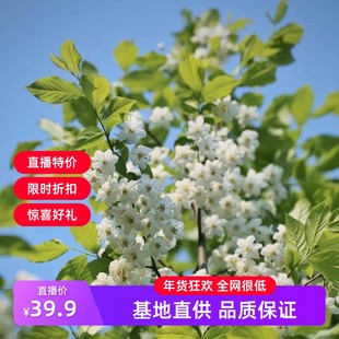 白花野茉莉 宙斯花园 安息香科芳香耐热耐寒爆花乔木盆栽花园庭院