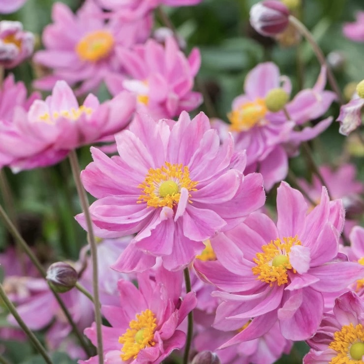 银莲花“艾米丽女士”宙斯花园 进口重瓣宿根耐寒热阳台花园庭院