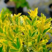 橡叶冬青皇帝IlexSolar Flare 金叶红果耐热耐寒庭院阳台盆载