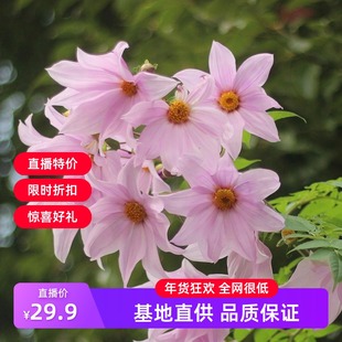 【帝王大丽花】白色重瓣粉色树大丽宿根多年生庭院种植草本花卉