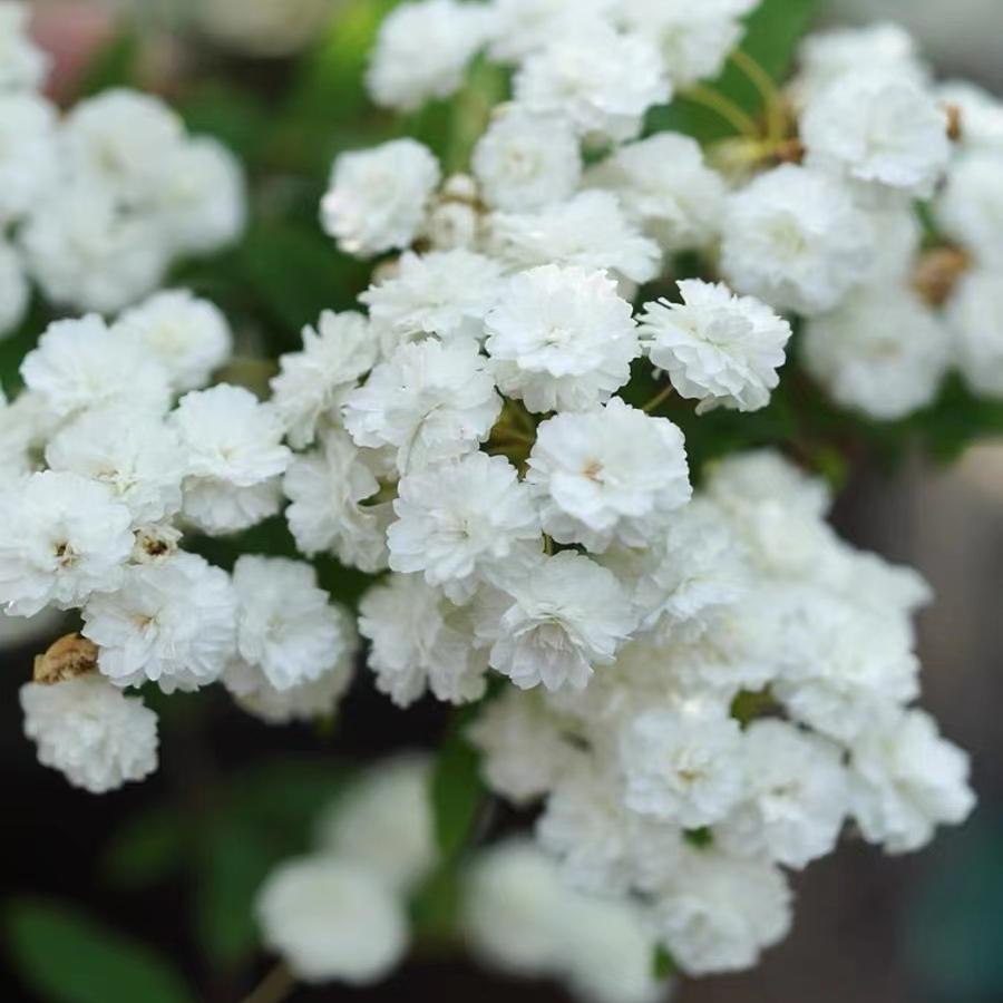 宙斯花园绣线菊花量大开花多图片