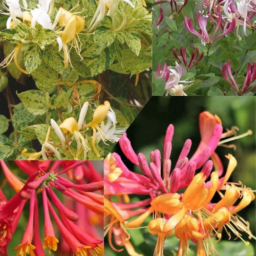 金银花“美国丽人/布兰奇桑德曼”宙斯花园 攀援浓香开花花园植物
