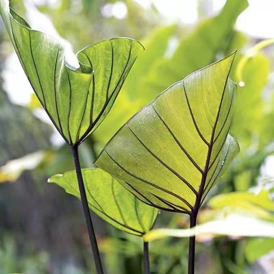 茶杯象耳芋多年生观叶观叶花园