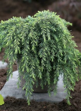 【垂枝雪松'蓝宝石'】宙斯花园 Cedrus deodara 'Feelin Blue'
